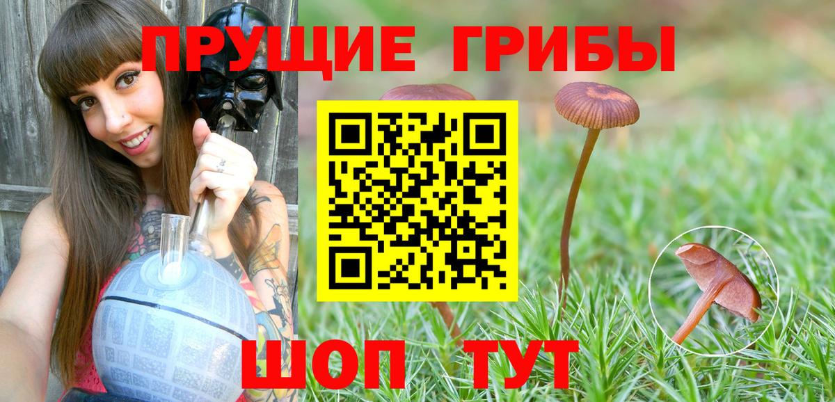 Галлюциногенные грибы Psilocybine cubensis Ейск